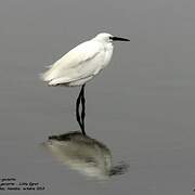 Little Egret