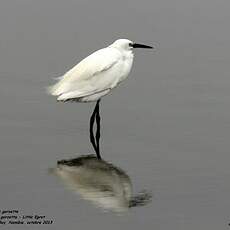 Aigrette garzette