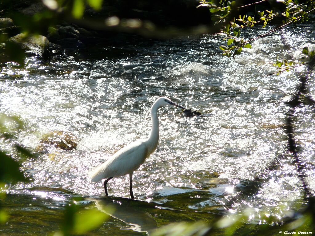 Little Egret