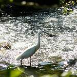 Aigrette garzette