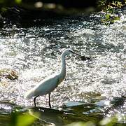 Little Egret