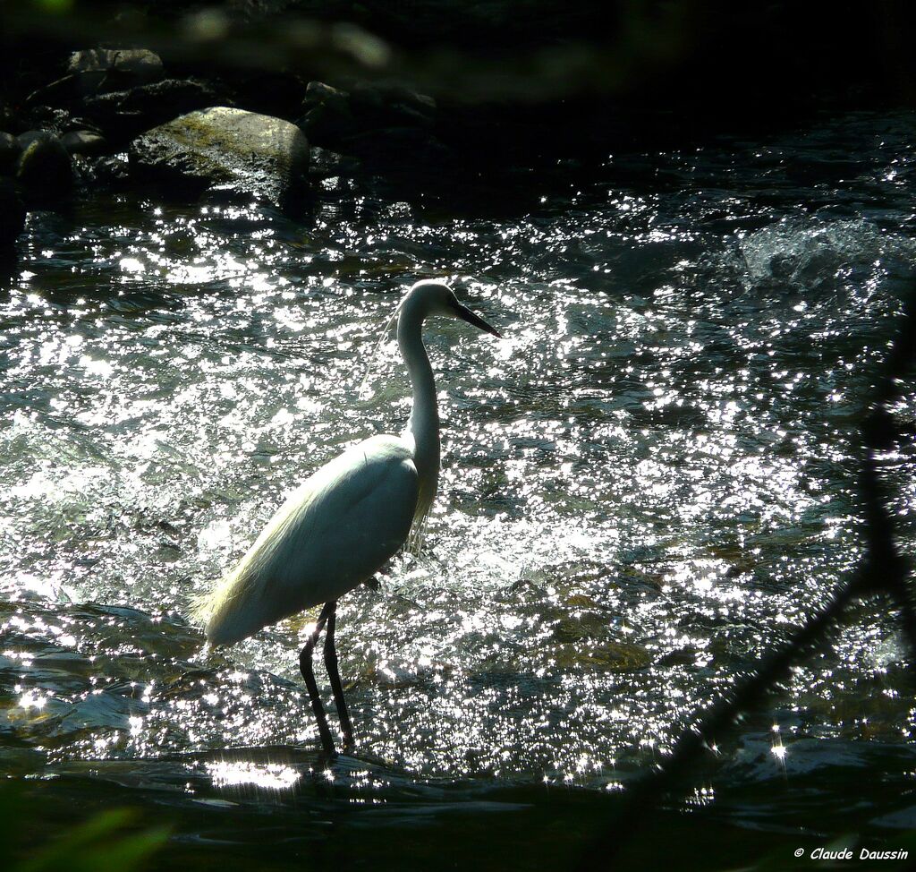 Little Egret