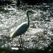 Little Egret