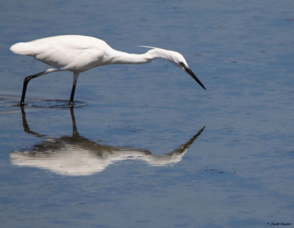 Little Egret