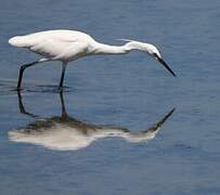 Aigrette garzette