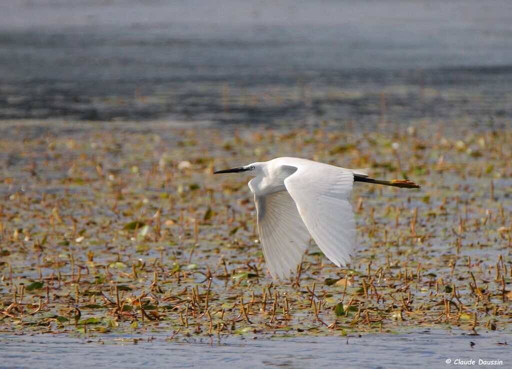 Little Egret