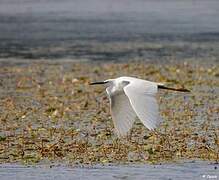 Little Egret