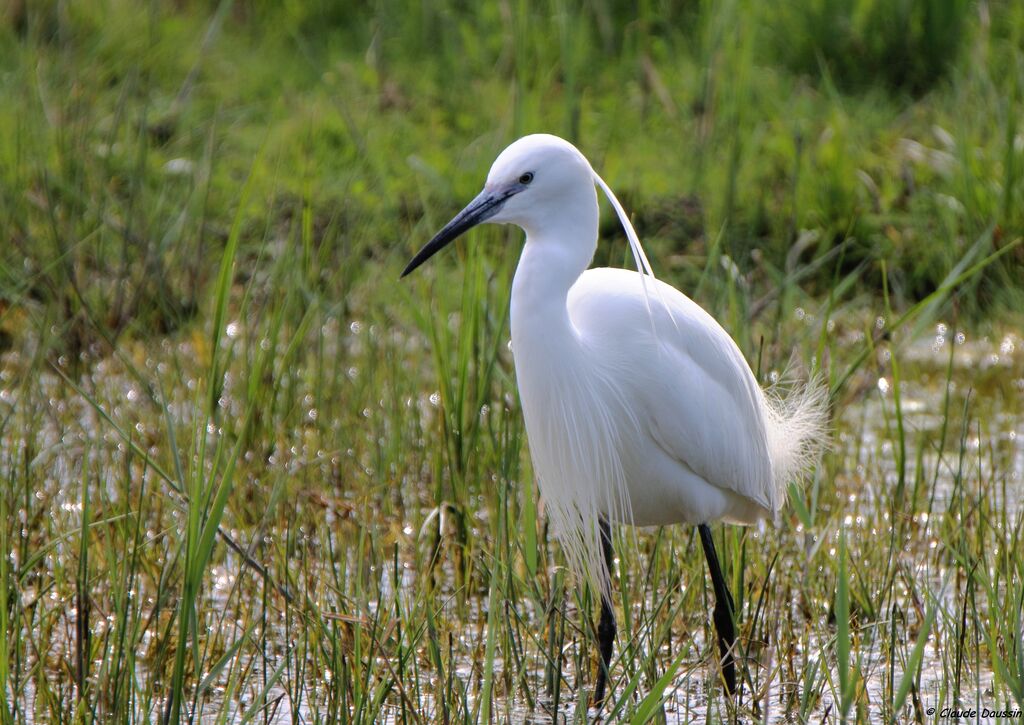 Little Egret