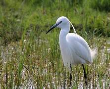 Little Egret