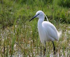 Aigrette garzette