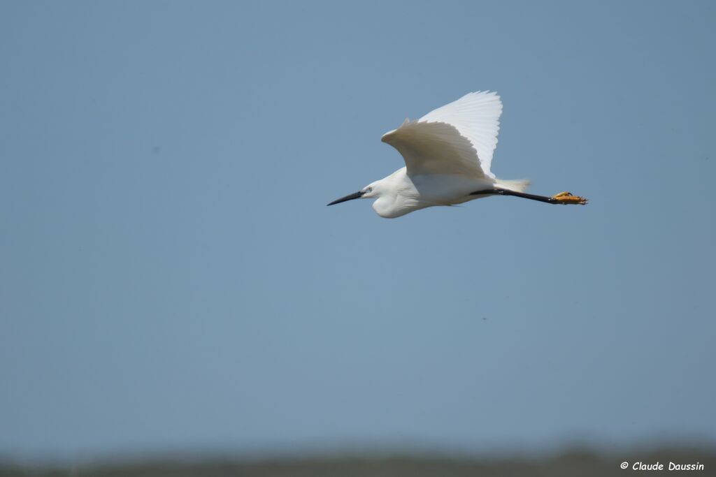 Little Egret