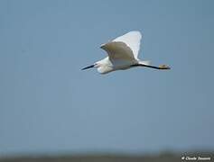 Little Egret