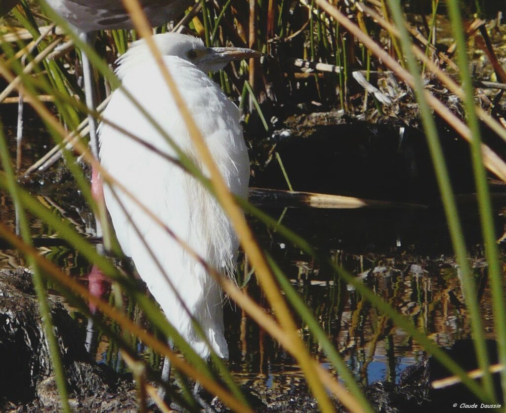 Snowy Egret