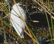 Aigrette neigeuse