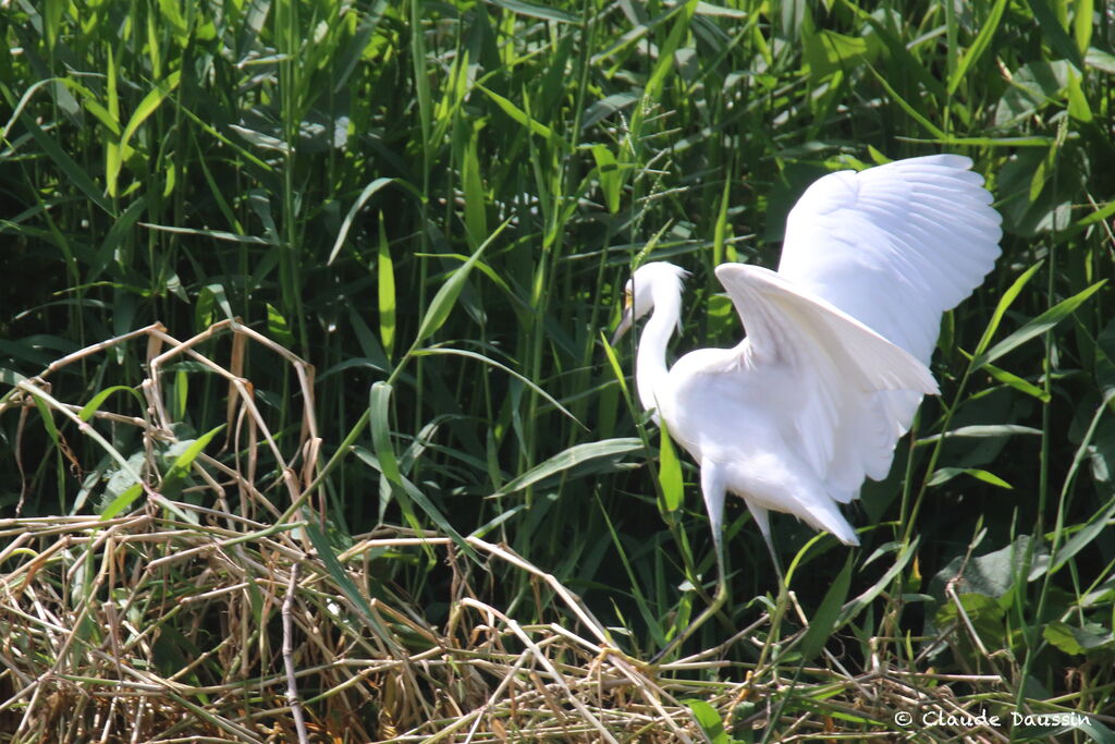 Snowy Egretadult