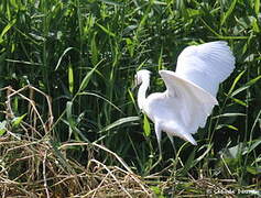 Aigrette neigeuse