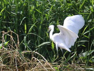 Aigrette neigeuse