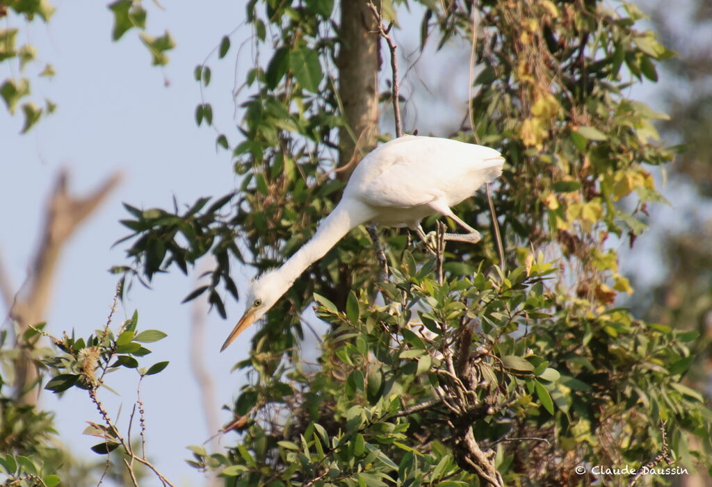 Pacific Reef Heron