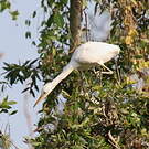Aigrette sacrée