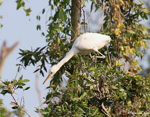 Aigrette sacrée