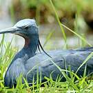 Aigrette vineuse