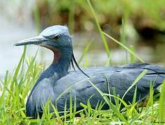 Slaty Egret