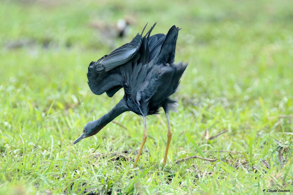 Slaty Egret