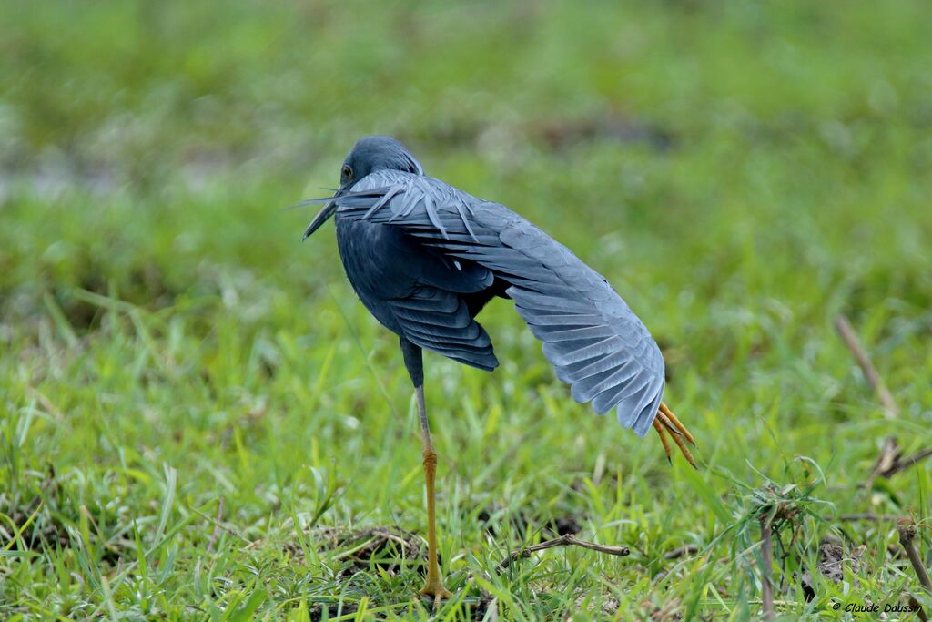 Aigrette vineuse