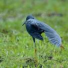 Aigrette vineuse