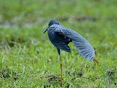 Slaty Egret