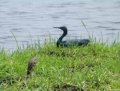 Slaty Egret