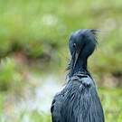 Aigrette vineuse