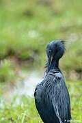 Aigrette vineuse