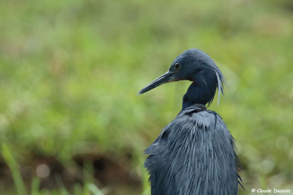 Slaty Egret