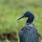 Aigrette vineuse