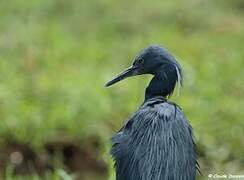 Slaty Egret