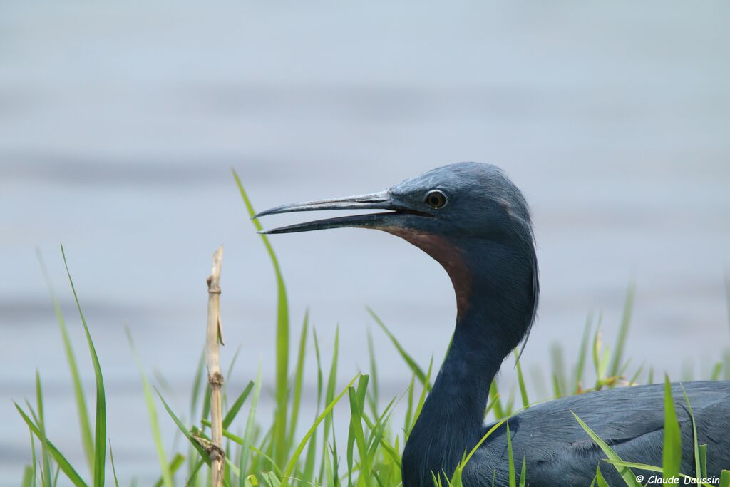 Slaty Egret