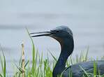 Aigrette vineuse