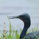 Aigrette vineuse