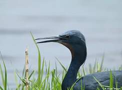 Slaty Egret