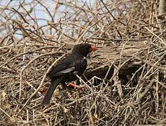 Red-billed Buffalo Weaver