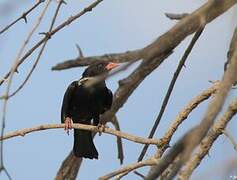 Red-billed Buffalo Weaver