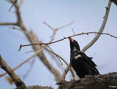 Red-billed Buffalo Weaver