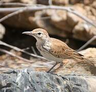 Benguela Long-billed Lark