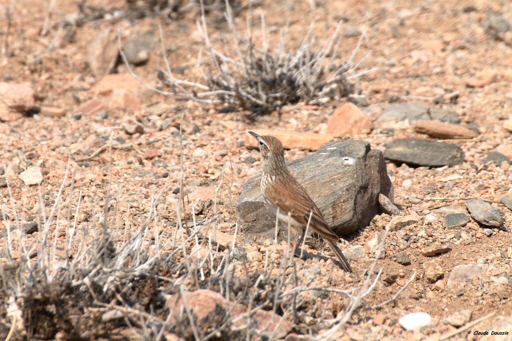 Benguela Long-billed Lark