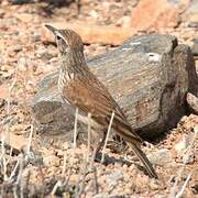 Benguela Long-billed Lark