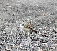 Benguela Long-billed Lark