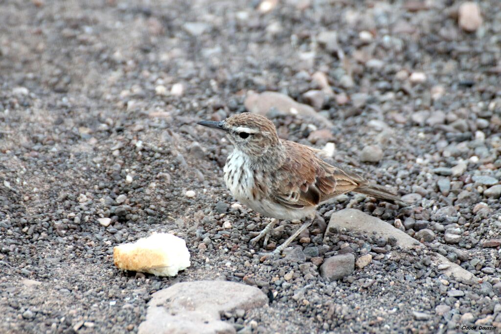 Benguela Long-billed Lark