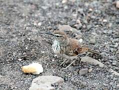 Benguela Long-billed Lark