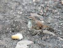 Alouette de Benguela